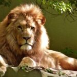 leone