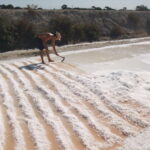 c-University-of-Cadiz-2