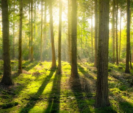 International Forest Day, why it is an anniversary to celebrate