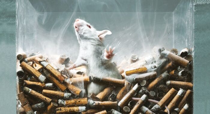 Animal testing for alcohol, tobacco and drugs: the ban postponed for another year | SmartGreen Post | news about the environment Animal testing for alcohol, tobacco and drugs: the ban postponed for another year | SmartGreen Post | news about the environment