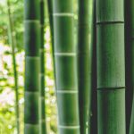 zoo_monkey-OoULo8WHNtY-unsplash