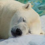 polar-bear-g1627d0395_1920