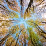 trees-5605176_1920