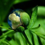 ecology-6513805_1920