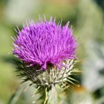 thistle-3517440_1920