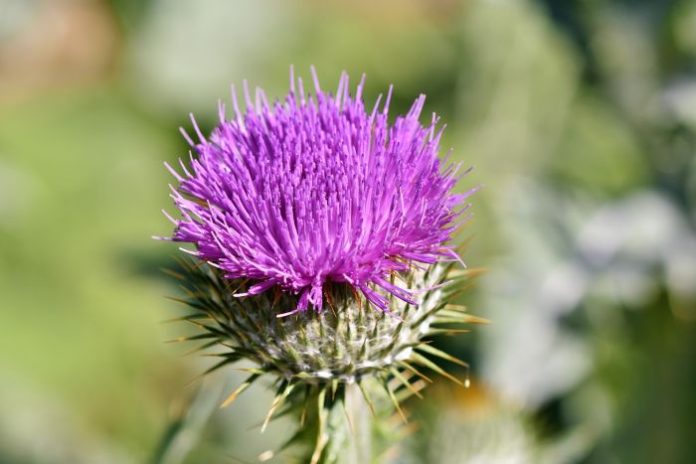 thistle-3517440_1920