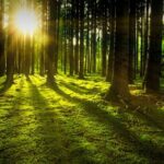 trees-3294681_1280