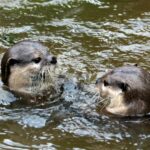 otter-2662477_1280