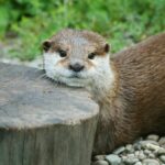 otter-4444711_1280