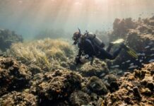 Mediterranean at 34 degrees: Marevivo’s alarm on underwater heatwaves