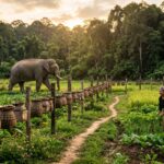 Elefante asiatico nei pressi di un campo agricolo protetto da recinzioni ad alveare sostenibili