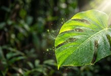 The Secret of Photosynthesis: Scientists Discover How Plants Actually Capture Light Dettaglio macro di una foglia verde colpita da un raggio di sole, simbolo della fotosintesi clorofilliana